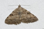 Digrammia gnophosaria