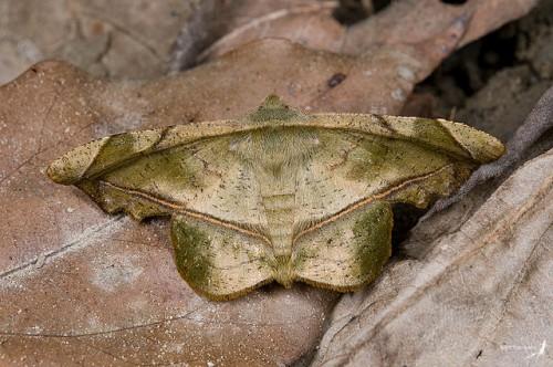 Fascellina subsignata