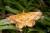 Entomopteryx combusta