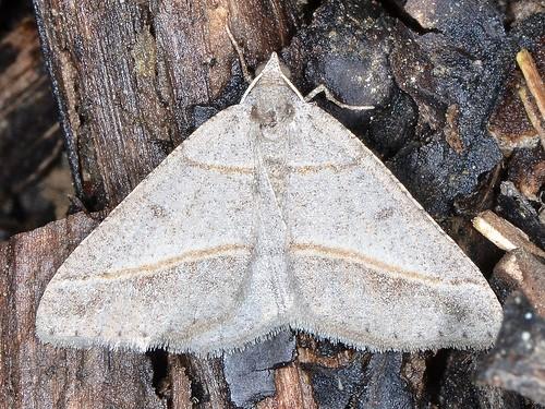 Digrammia neptaria
