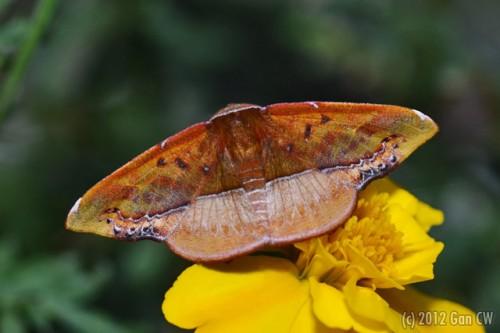 Fascellina clausaria