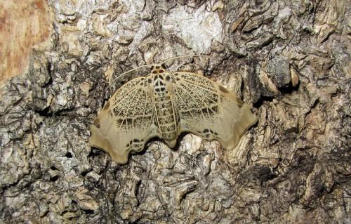 Achrosis pyrrhularia