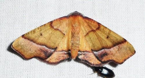 Plagodis phlogosaria