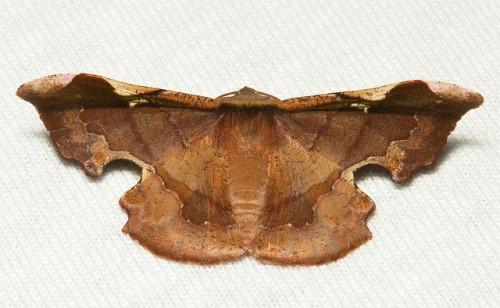 Fascellina chromataria
