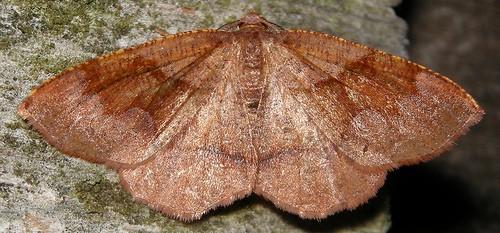 Plagodis occiduaria