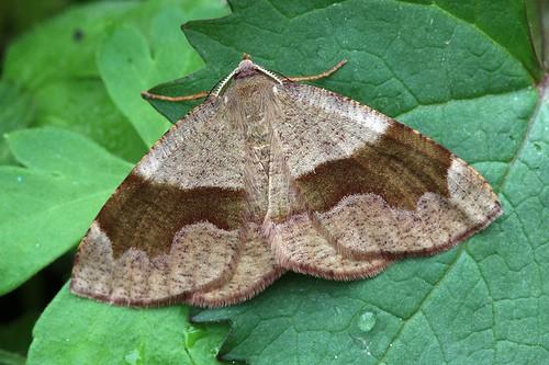 Plagodis pulveraria