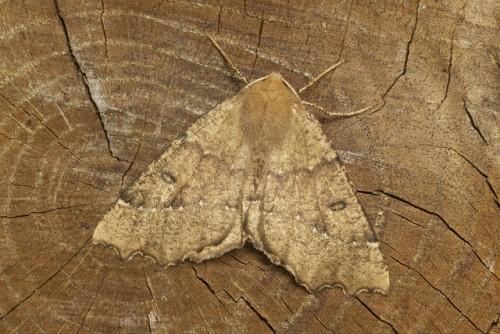 Odontopera bidentata
