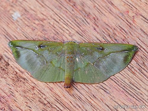 Omiza lycoraria