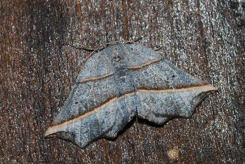 Metanema determinata