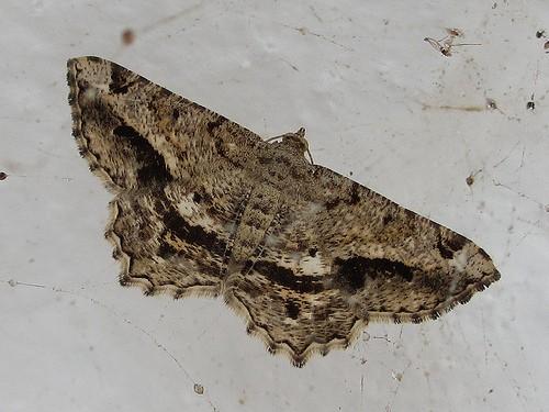 Chiasmia aestimaria