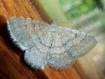 Acanthovalva inconspicuaria