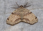 Achrosis calcicola