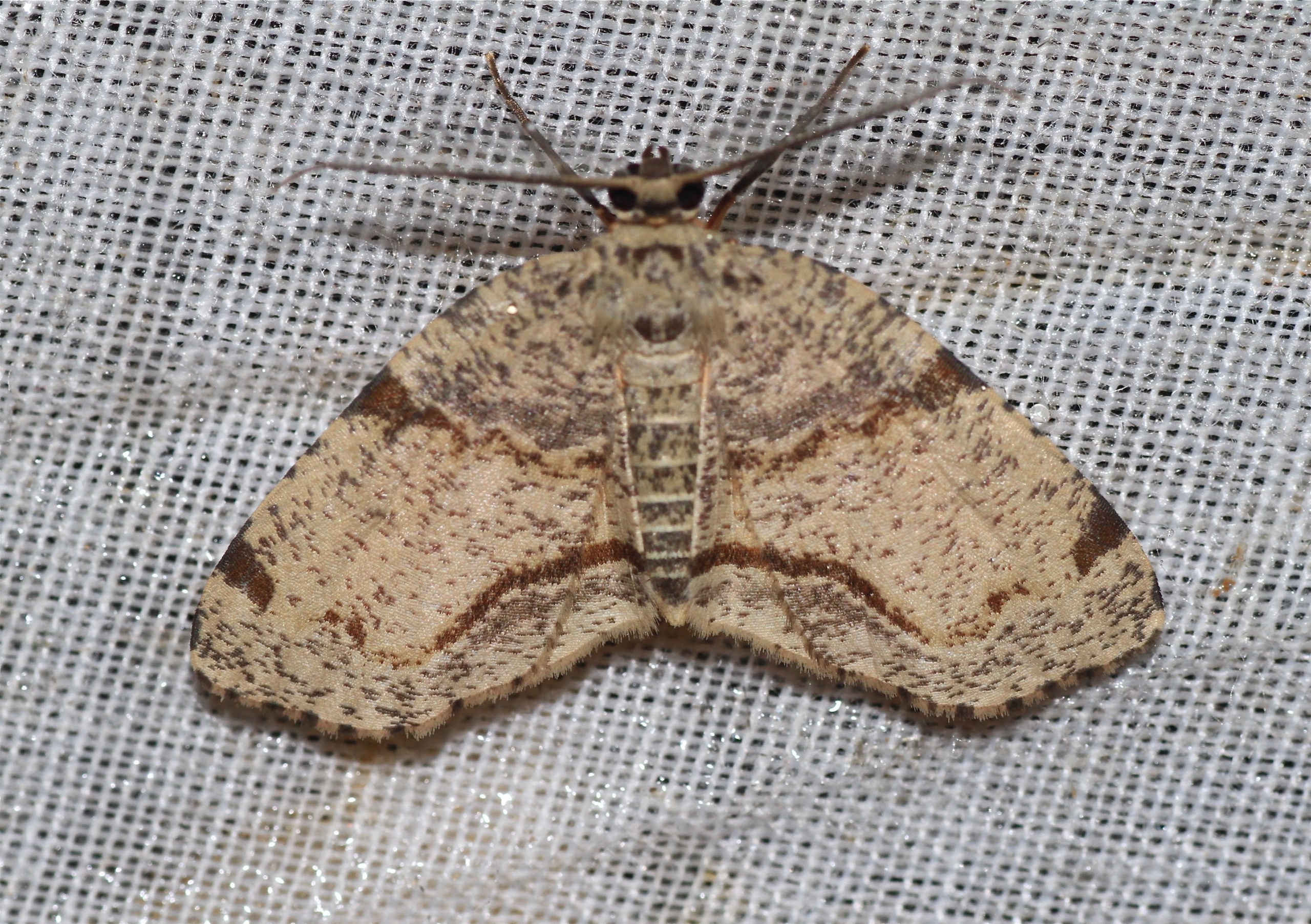 Achrosis calcicola