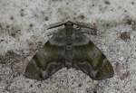 Achrosis excitata