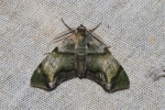Achrosis recitata