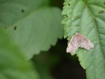 Achrosis rondelaria