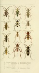 Gnophos sartata