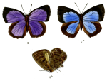 Asovia maeoticaria