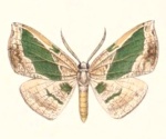 Celenna pulchraria