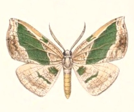 Celenna pulchraria