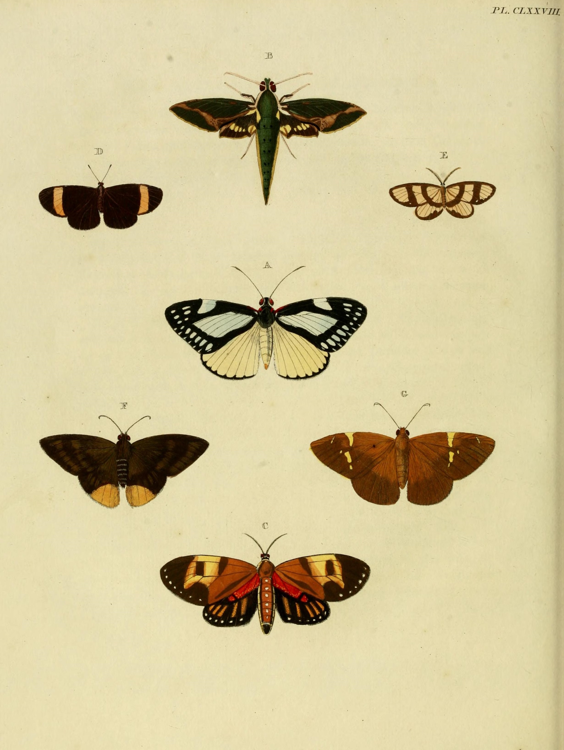 Ctimene tricinctaria