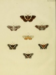 Gonodontis clelia