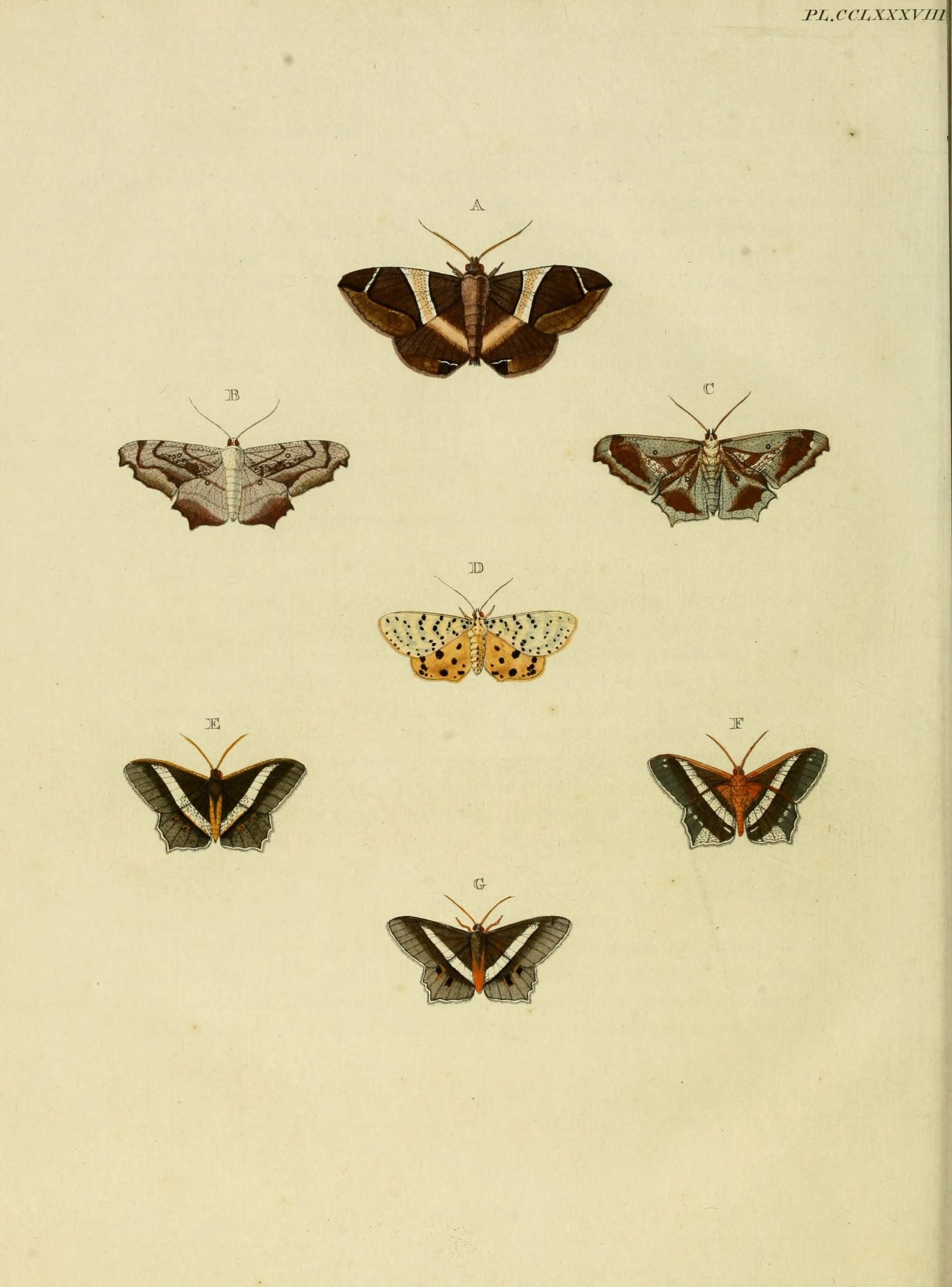 Gonodontis clelia