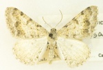 Digrammia colorata