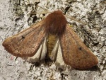 Dasycorsa modesta