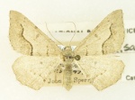 Digrammia decorata