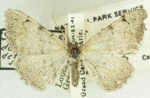 Digrammia delectata