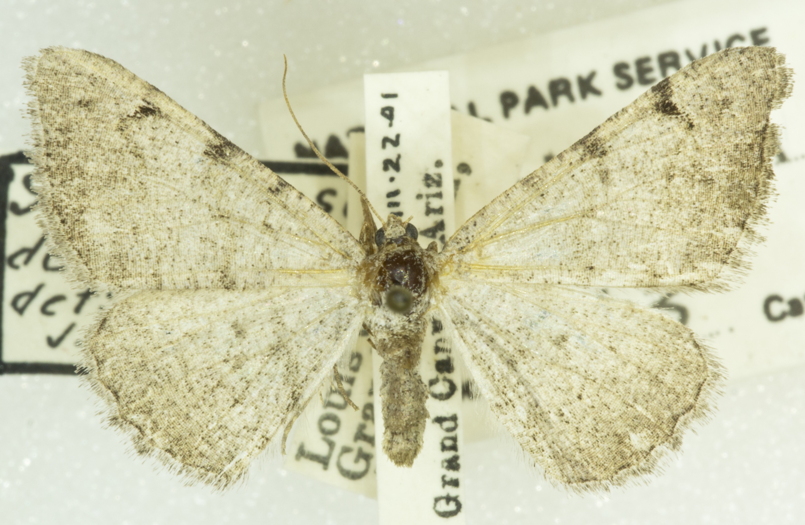 Digrammia delectata