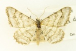 Digrammia denticulata