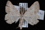 Digrammia irrorata