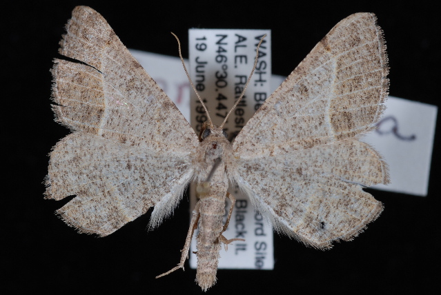 Digrammia irrorata