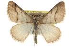 Digrammia modocata
