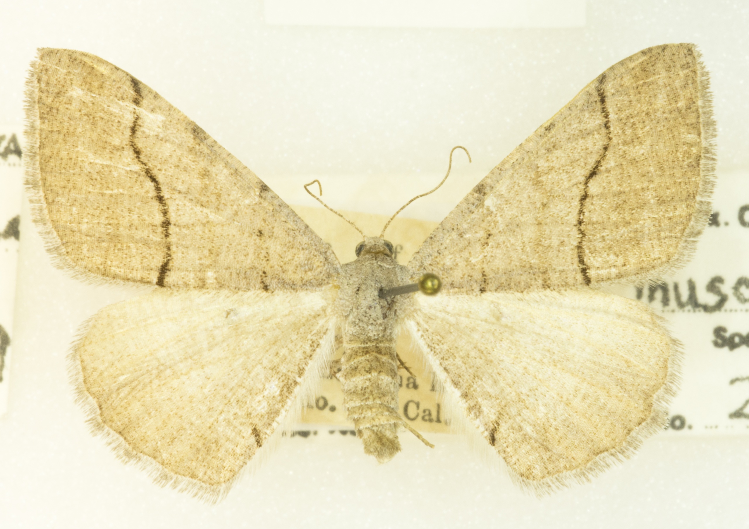 Digrammia muscariata