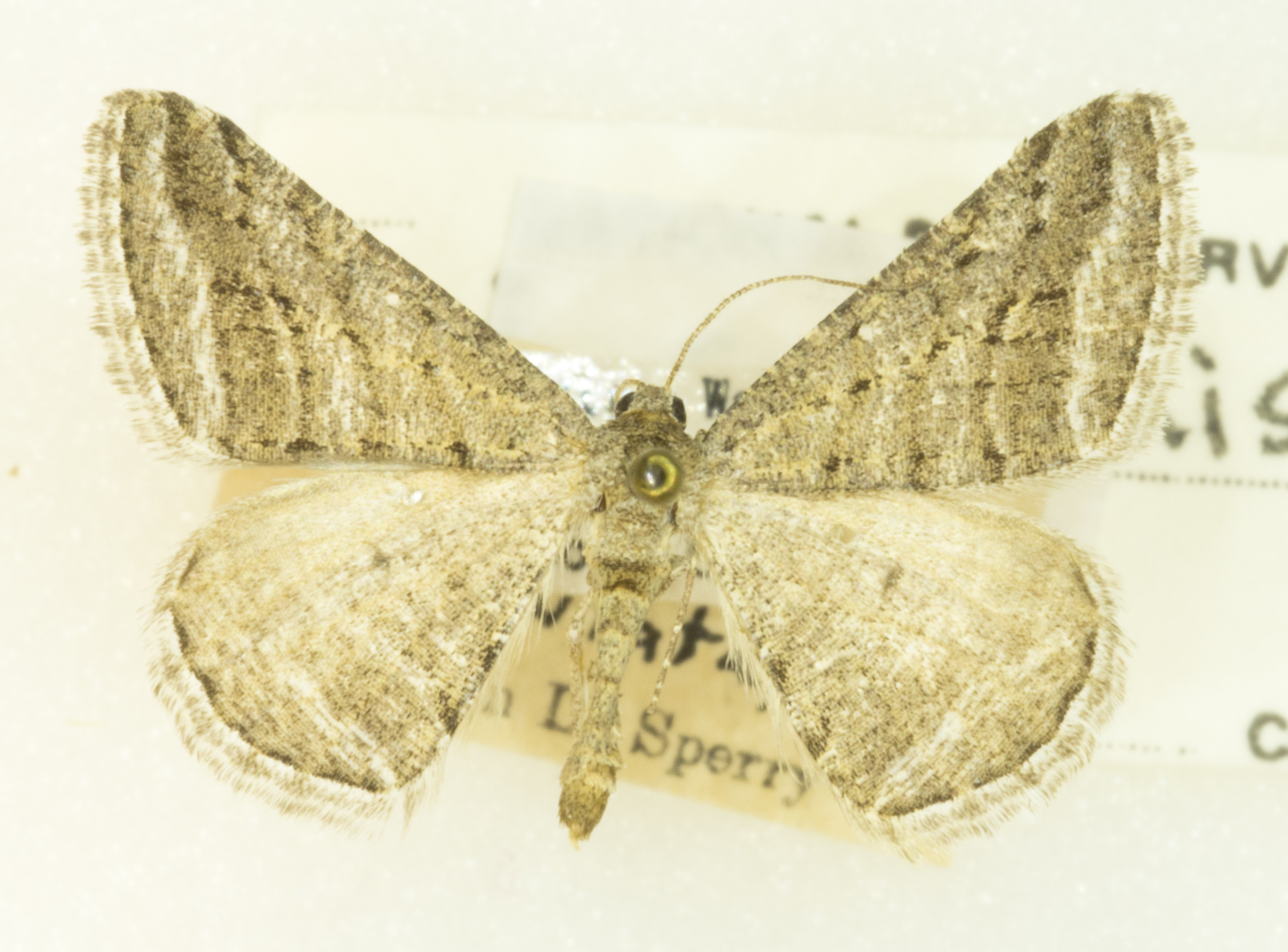 Digrammia nubiculata
