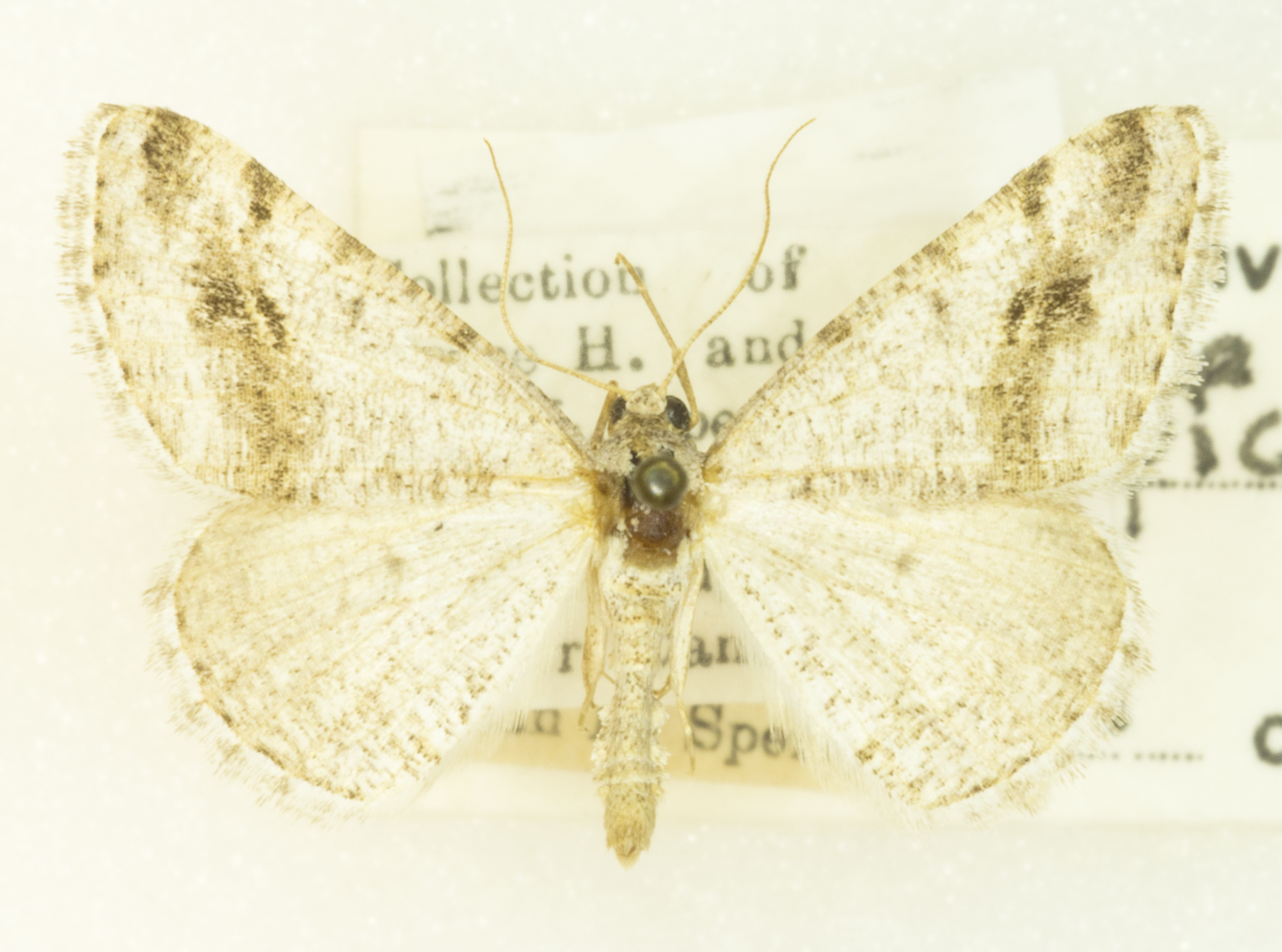 Digrammia pictipennata