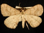 Digrammia rippertaria