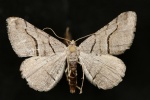Digrammia setonana