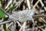 Digrammia sublacteolata