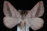 Digrammia subminiata