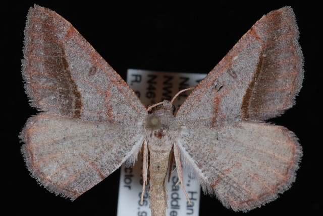 Digrammia subminiata