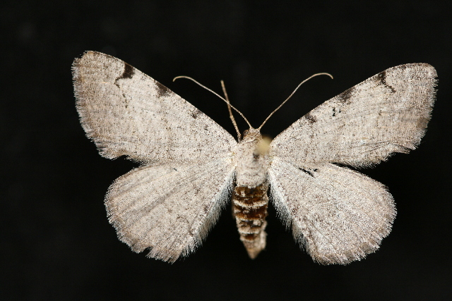 Digrammia triviata