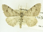 Digrammia yavapai