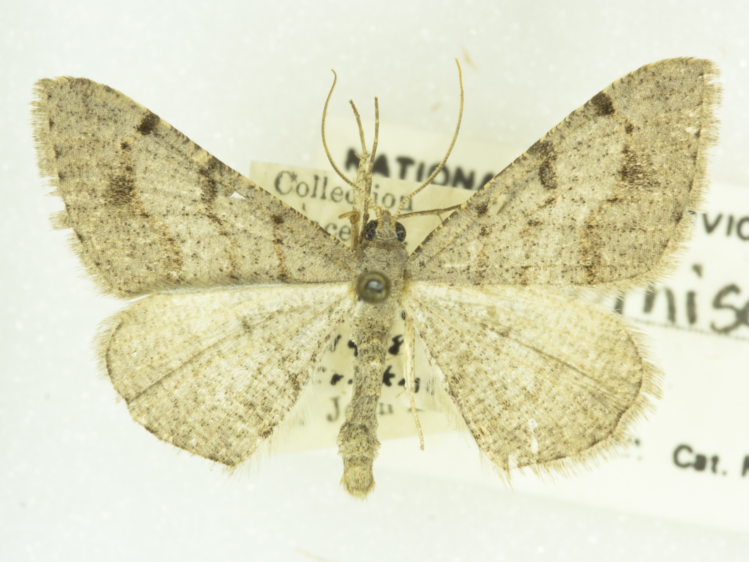 Digrammia yavapai
