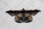 Fascellina aurifera