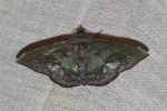 Fascellina meligerys