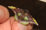 Fascellina pulchracoda